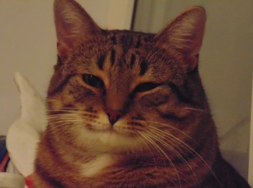Reassuring cat face